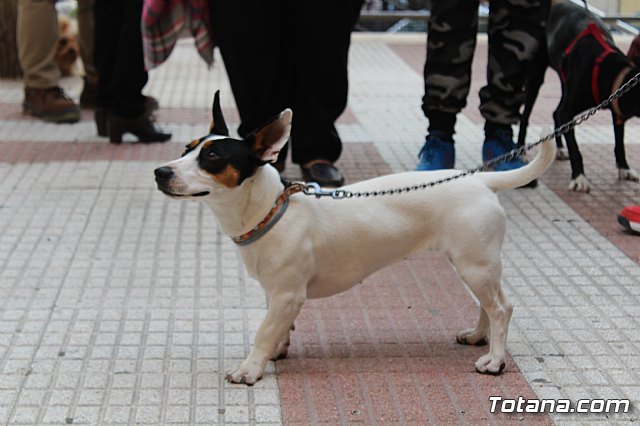 Bendicin de animales San Antn Totana 2019 - 57
