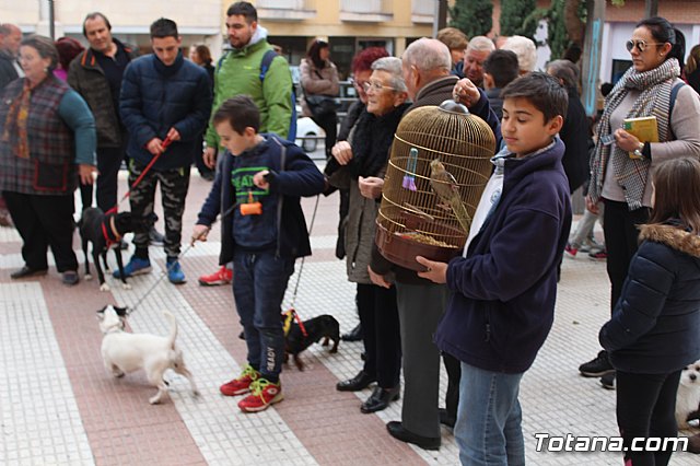 Bendicin de animales San Antn Totana 2019 - 66