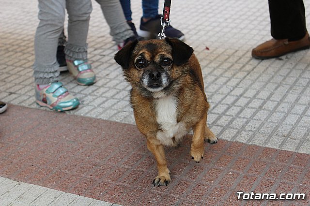 Bendicin de animales San Antn Totana 2019 - 73