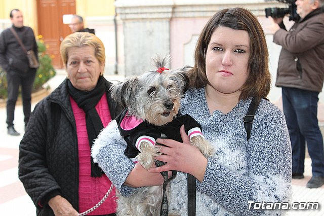 Bendicin de animales San Antn Totana 2019 - 78