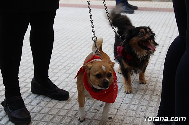 Bendicin de animales San Antn Totana 2019 - 79