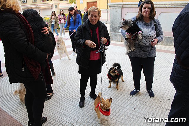 Bendicin de animales San Antn Totana 2019 - 80