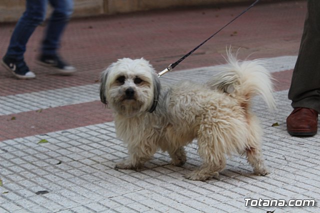 Bendicin de animales San Antn Totana 2019 - 87