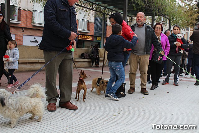 Bendicin de animales San Antn Totana 2019 - 88