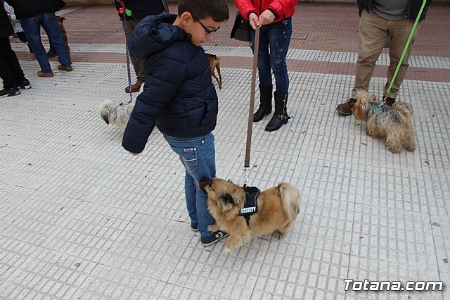 Bendicin de animales San Antn Totana 2019 - 91