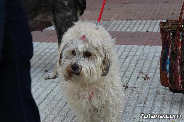 Bendicin de animales San Antn Totana 2019 - 105