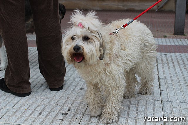 Bendicin de animales San Antn Totana 2019 - 106