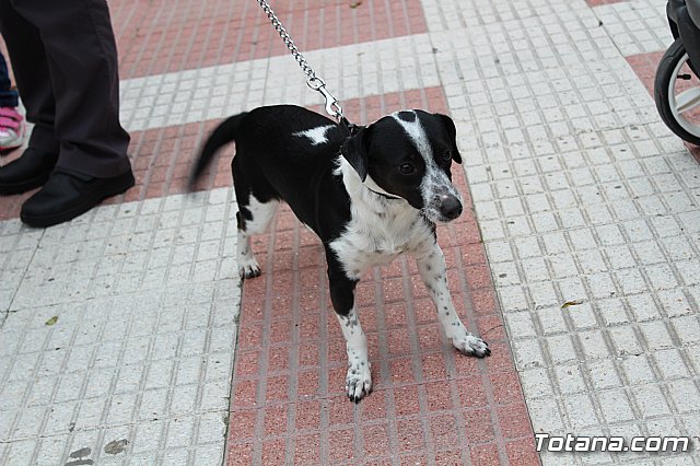 Bendicin de animales San Antn Totana 2019 - 125