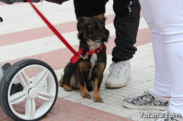 Bendicin de animales San Antn Totana 2019 - 128
