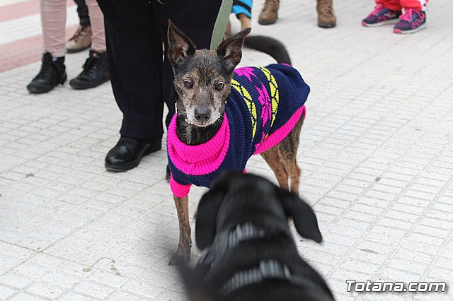 Bendicin de animales San Antn Totana 2019 - 134