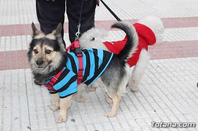 Bendicin de animales San Antn Totana 2019 - 141