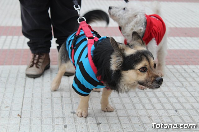 Bendicin de animales San Antn Totana 2019 - 144