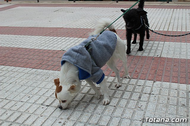 Bendicin de animales San Antn Totana 2019 - 152