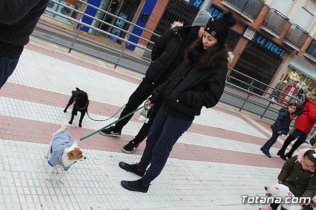 Bendicin de animales San Antn Totana 2019 - 153