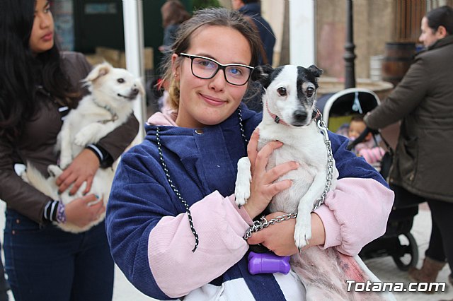 Bendicin de animales San Antn Totana 2019 - 165