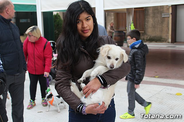 Bendicin de animales San Antn Totana 2019 - 167