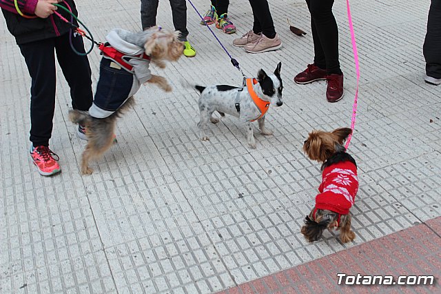 Bendicin de animales San Antn Totana 2019 - 174