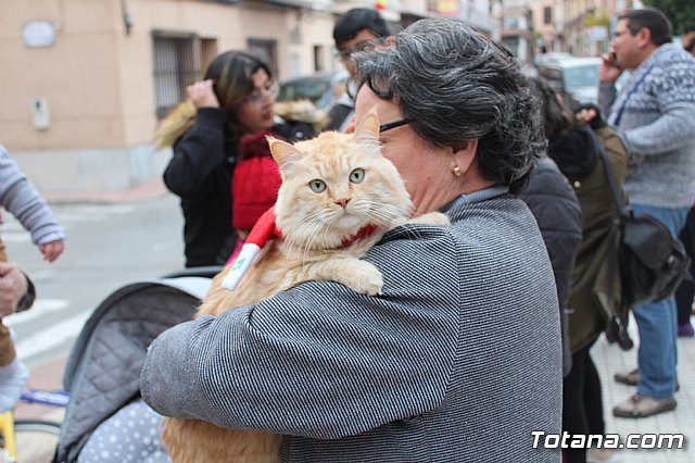 Bendicin de animales San Antn Totana 2019 - 206