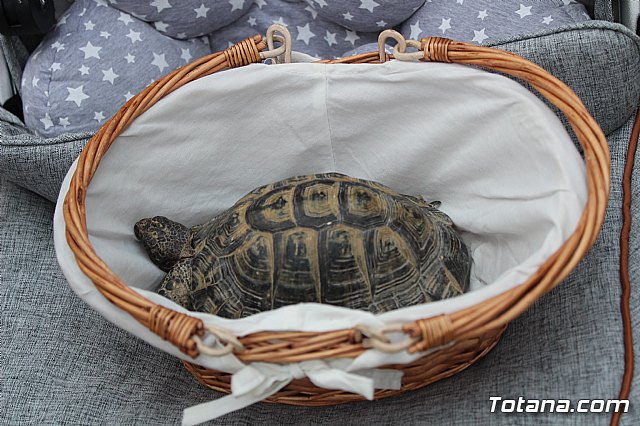 Bendicin de animales San Antn Totana 2019 - 208