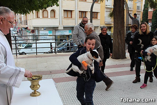 Bendicin de animales San Antn Totana 2019 - 233