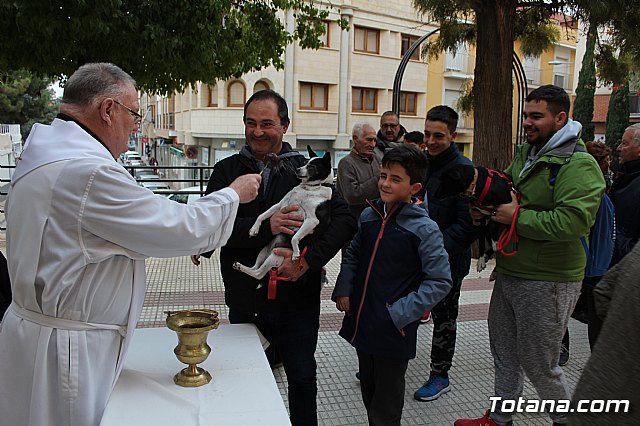 Bendicin de animales San Antn Totana 2019 - 239