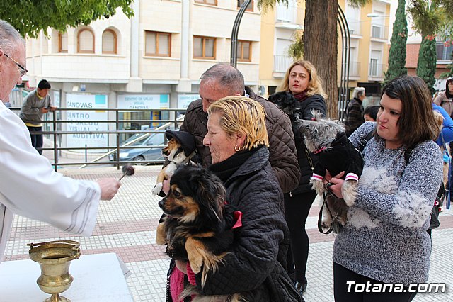 Bendicin de animales San Antn Totana 2019 - 265