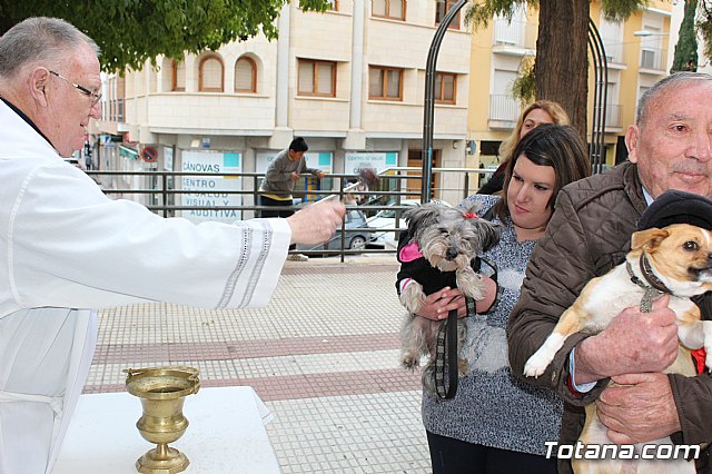 Bendicin de animales San Antn Totana 2019 - 266
