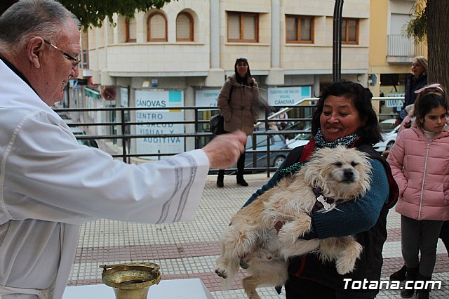 Bendicin de animales San Antn Totana 2019 - 269