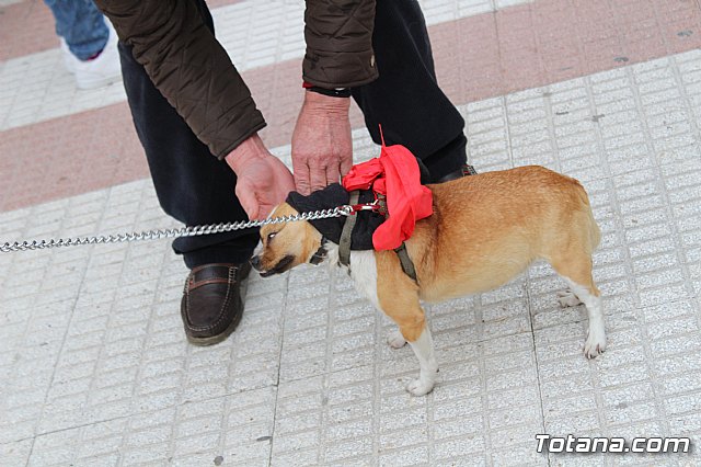 Bendicin de animales San Antn Totana 2019 - 281