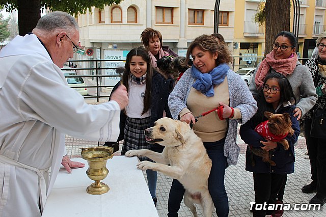 Bendicin de animales San Antn Totana 2019 - 291