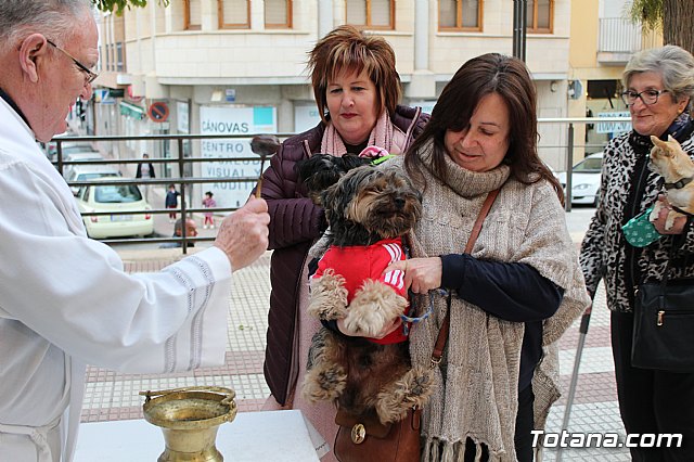 Bendicin de animales San Antn Totana 2019 - 295