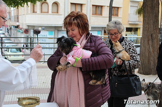 Bendicin de animales San Antn Totana 2019 - 296