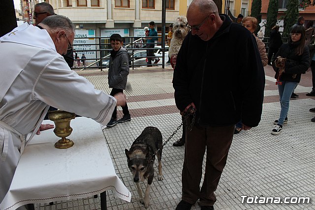 Bendicin de animales San Antn Totana 2019 - 298