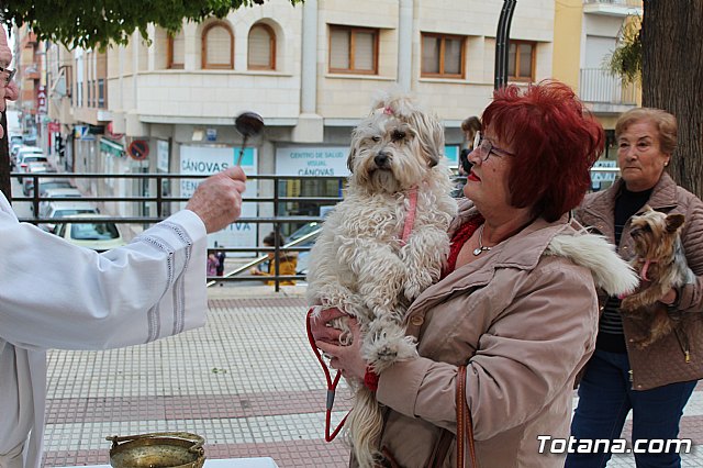 Bendicin de animales San Antn Totana 2019 - 299