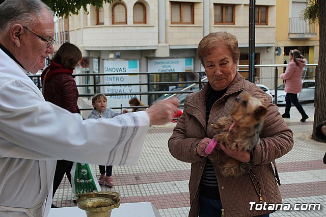 Bendicin de animales San Antn Totana 2019 - 300
