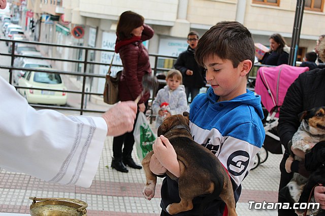Bendicin de animales San Antn Totana 2019 - 308