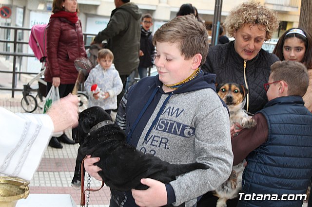 Bendicin de animales San Antn Totana 2019 - 309