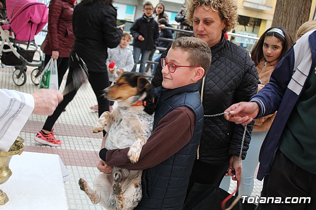 Bendicin de animales San Antn Totana 2019 - 310
