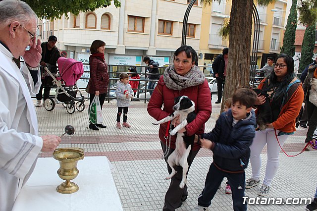Bendicin de animales San Antn Totana 2019 - 313