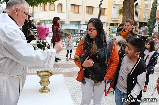 Bendicin de animales San Antn Totana 2019 - 314