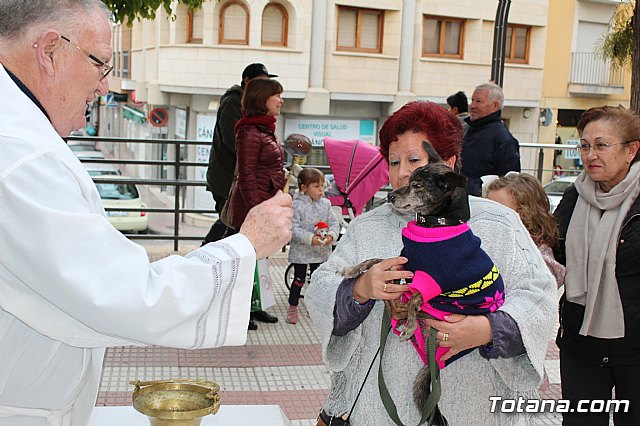 Bendición de animales San Antón Totana 2019 - 317