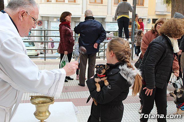Bendicin de animales San Antn Totana 2019 - 319