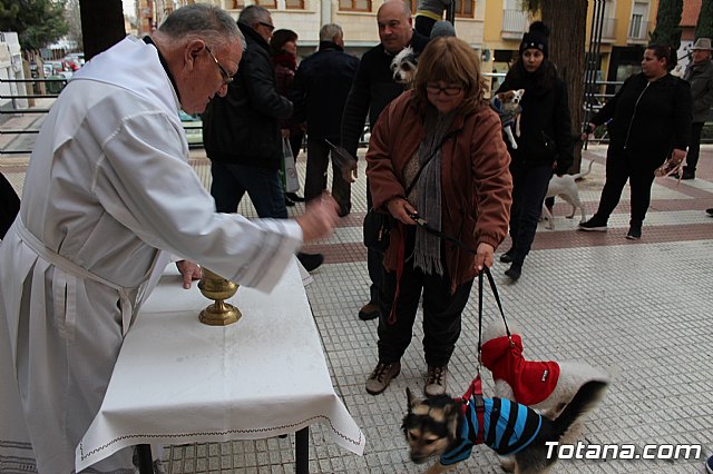 Bendicin de animales San Antn Totana 2019 - 320