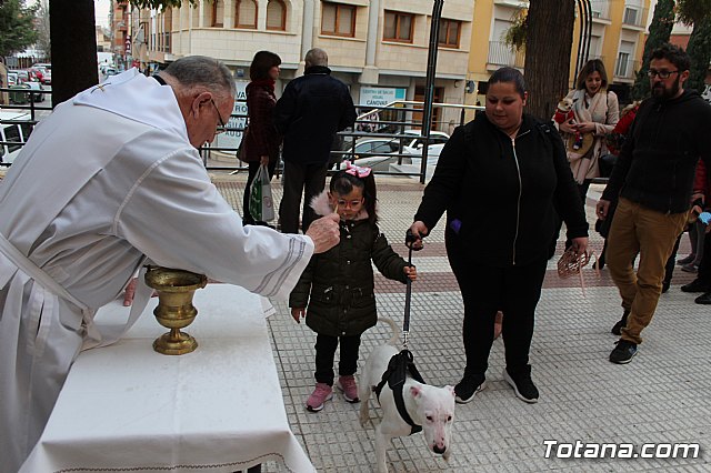 Bendicin de animales San Antn Totana 2019 - 326