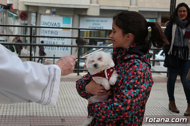 Bendicin de animales San Antn Totana 2019 - 358
