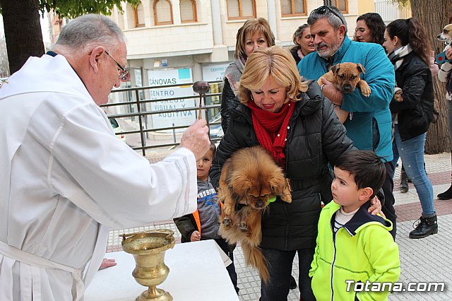 Bendicin de animales San Antn Totana 2019 - 379