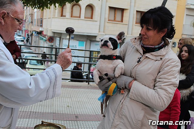 Bendicin de animales San Antn Totana 2019 - 399