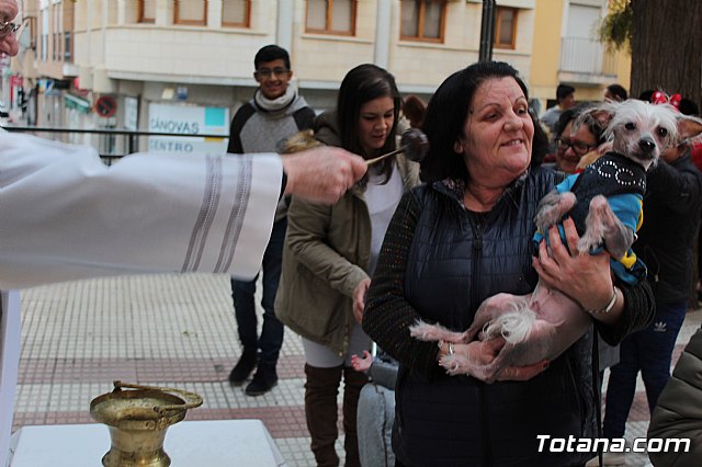 Bendicin de animales San Antn Totana 2019 - 416