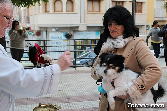 Bendicin de animales San Antn Totana 2019 - 424