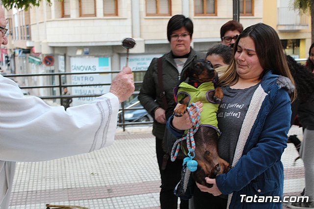 Bendicin de animales San Antn Totana 2019 - 446